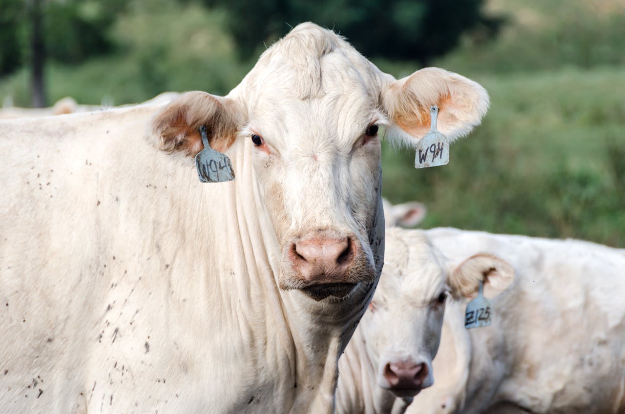 Halter Cattle Smart Collar