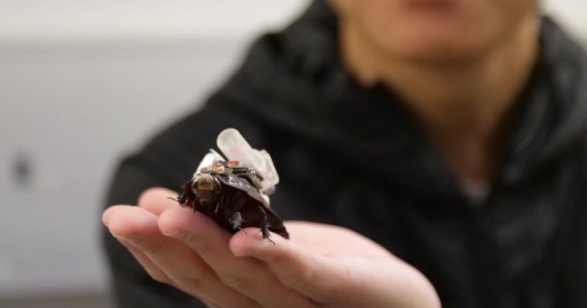 A researcher holding a giant burrowing cockroach fitted with a camera and injection backpack in a University of Queensland lab